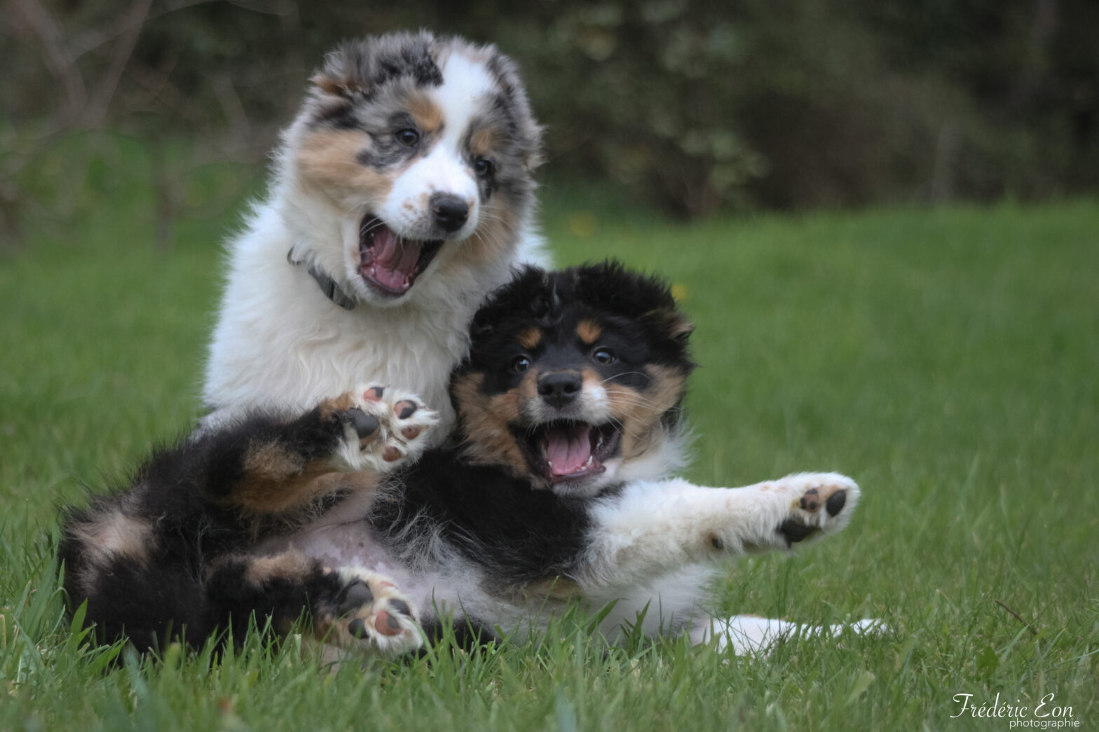 Photos De Elevage O Scarlett And Co - Bergers Australiens Élevage de la Vallée des Aussies – Éleveur de de berger australien